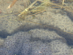 FZ003854 Frogspawn in Crucis Abbey fish pond.jpg